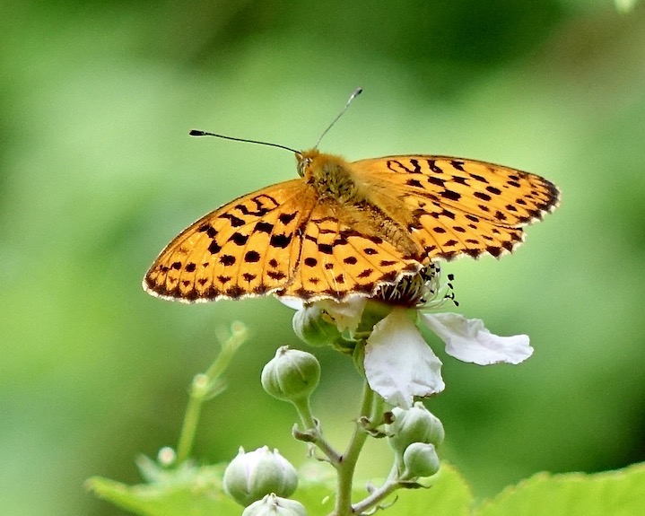 marbled fritillary
